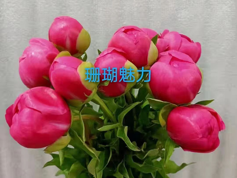 珊瑚魅力 早期 花徑極大 香濃型 